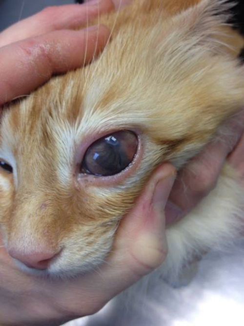 Ophtalmologie : motifs de consultation