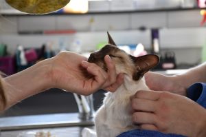 Photographies de nos petits patients