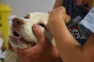 Photographies de nos petits patients