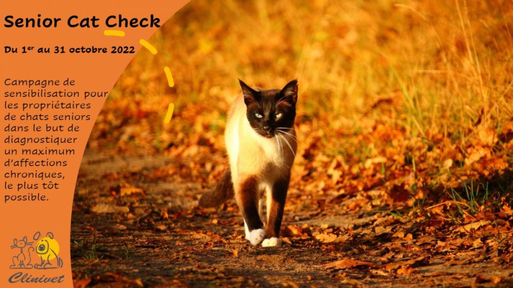 Octobre, le mois du chat senior ! 