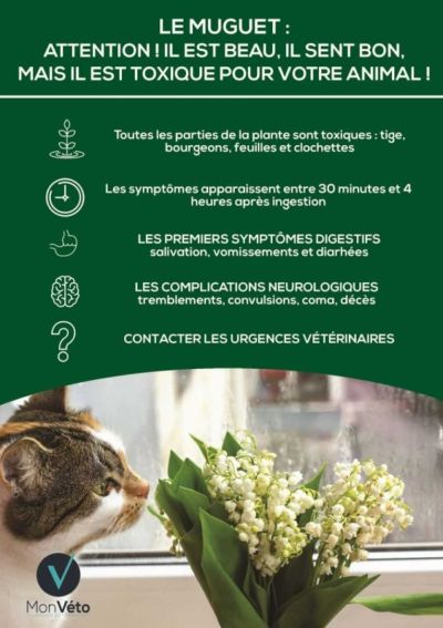 Attention au muguet !