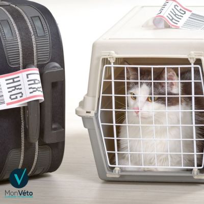 L'avion avec votre animal de compagnie