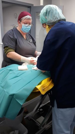 Tranche de vie au centre vétérinaire...