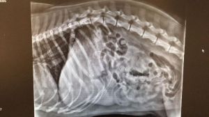 Tranche de vie au centre vétérinaire...